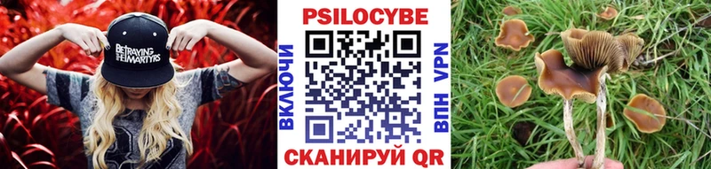 Псилоцибиновые грибы Psilocybe  где купить наркотик  Елизаветинская 